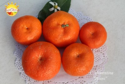 C. clementina Anosi 4 - 